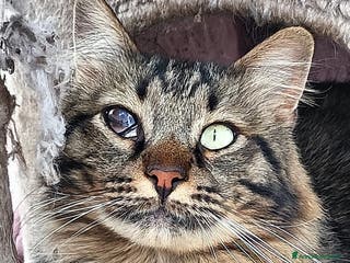 Europeo gatti MAINE micione dolce e socievole cerca casa a Provincia di Latina - Annuncio 37