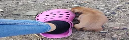 Pinscher Miniatura cani in vendita: Cuccioli Pinscher nano  - Annuncio 3