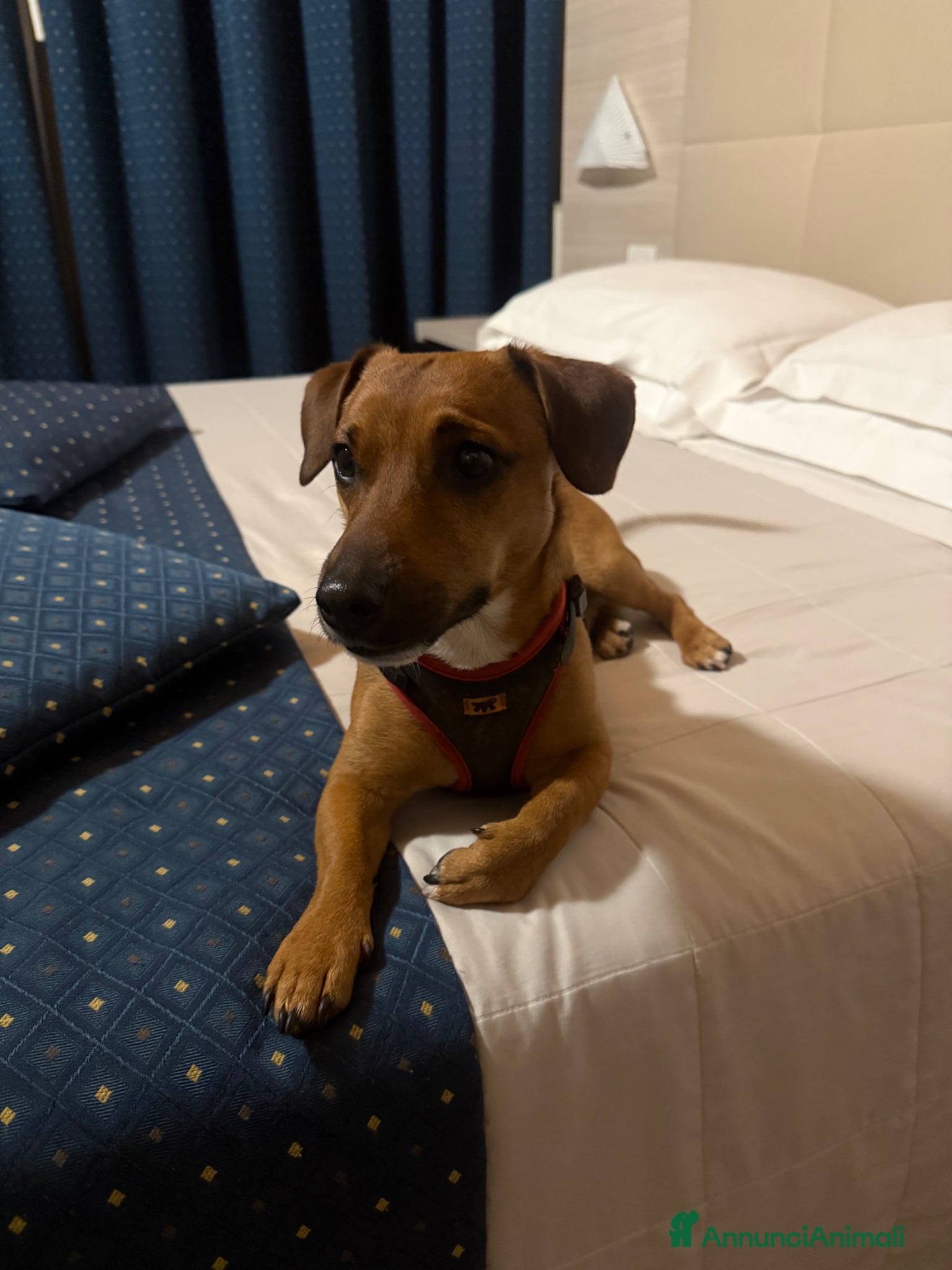 Meticcio cani Eric cerca fidanzata!!! - Annuncio 4