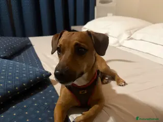 Meticcio cani Eric cerca fidanzata!!! - Annuncio 1