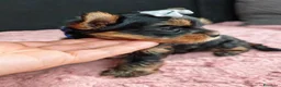 Meticcio cani in vendita: ✨Splendidi Yorkshire Terrier✨ - Annuncio 4