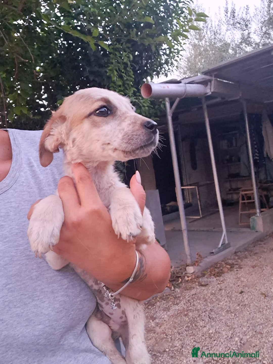 Meticcio cani in regalo: CAPPUCCINO cucciolo monello  - Annuncio 2