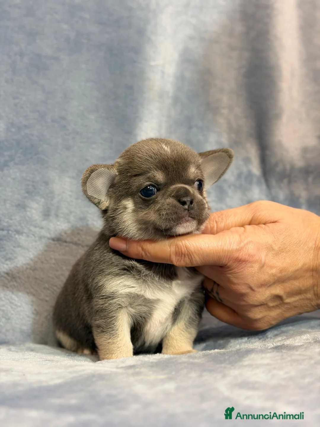 Chihuahua cani in vendita: Chihuahua cuccioli  - Annuncio 1