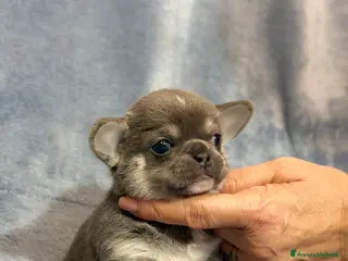 Chihuahua cani Chihuahua cuccioli - Annuncio 1