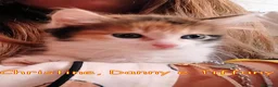 Europeo gatti in regalo: CHRISTINE,  DANNY  E TIFFANY GATTINI PELO LUNGO - Annuncio 3