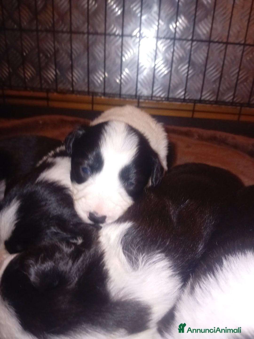 Border Collie cani in vendita: Cuccioli di border collie - Annuncio 3