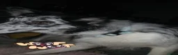 Meticcio cani in vendita: cuccioli pastore della lessinia - Annuncio 10