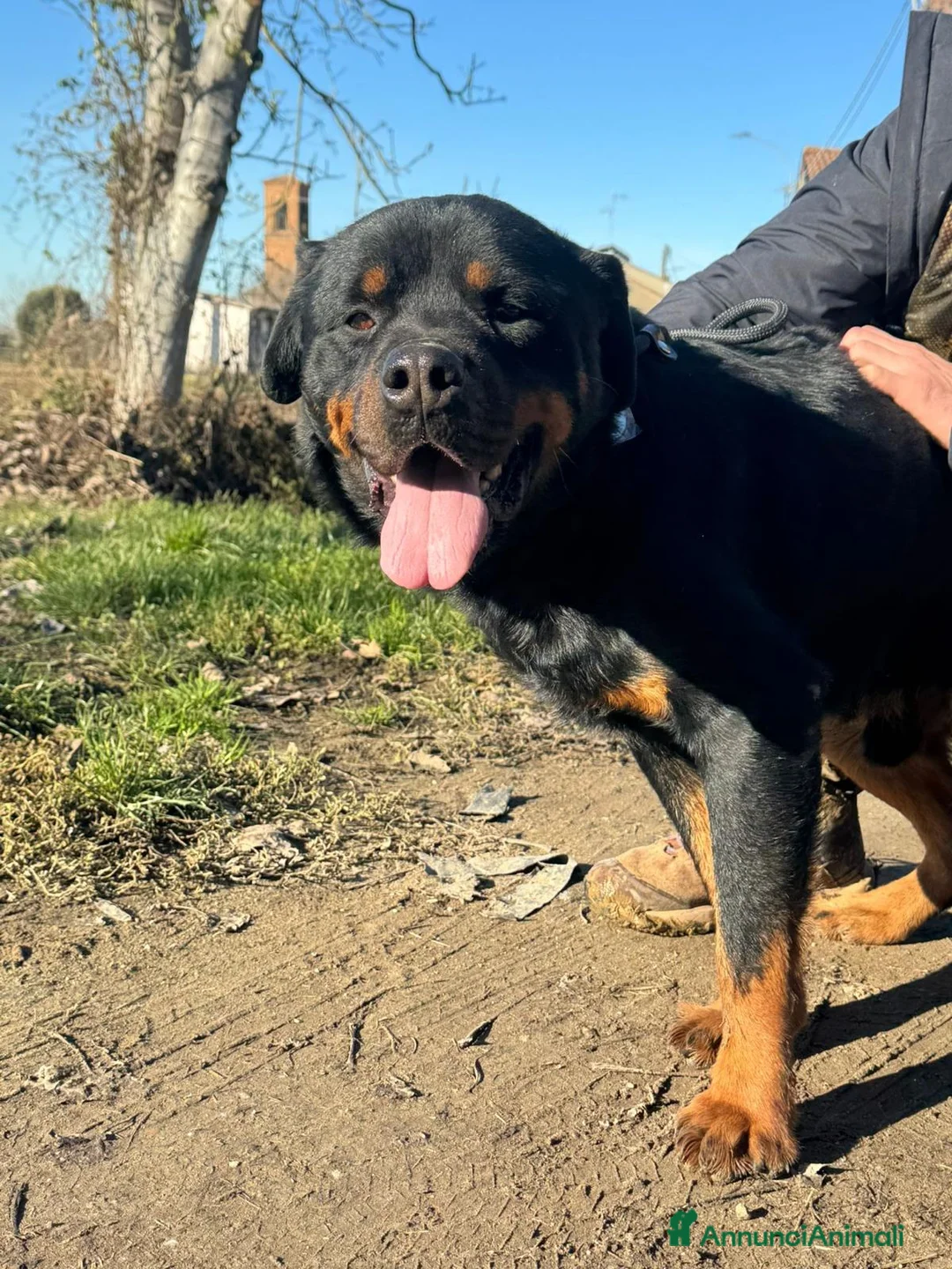 Rottweiler cani in regalo: Ares: 7 anni, Rottweiler equilibrato, socievole  a Città Metropolitana di Genova - Annuncio 27