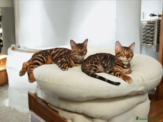 Bengala gatti Dolcissimi cuccioli Bengala - Annuncio 24