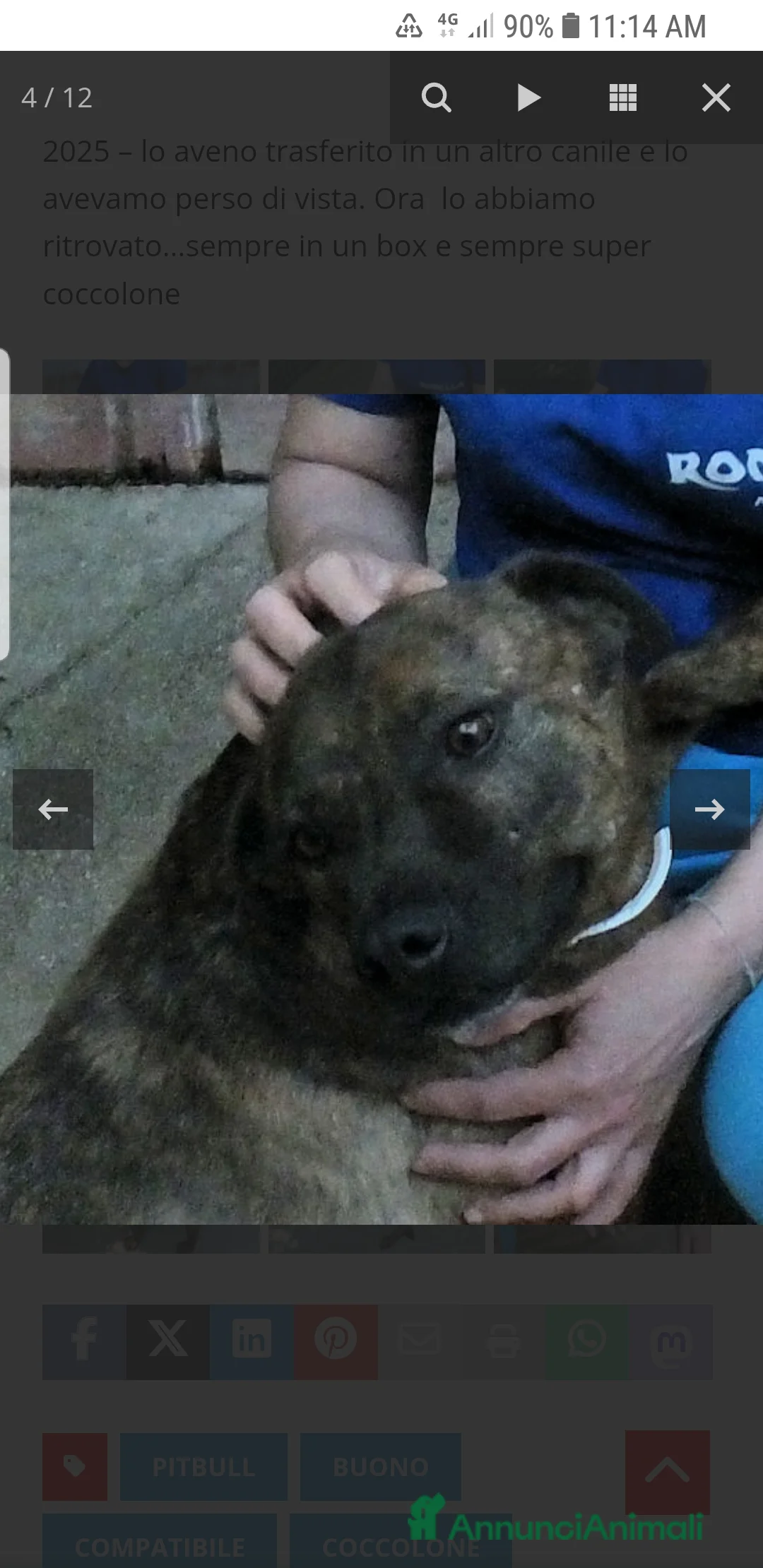 Meticcio cani in regalo: ADOZ.DEL CUORE: similpit dolce in canile da 4anni - Annuncio 7