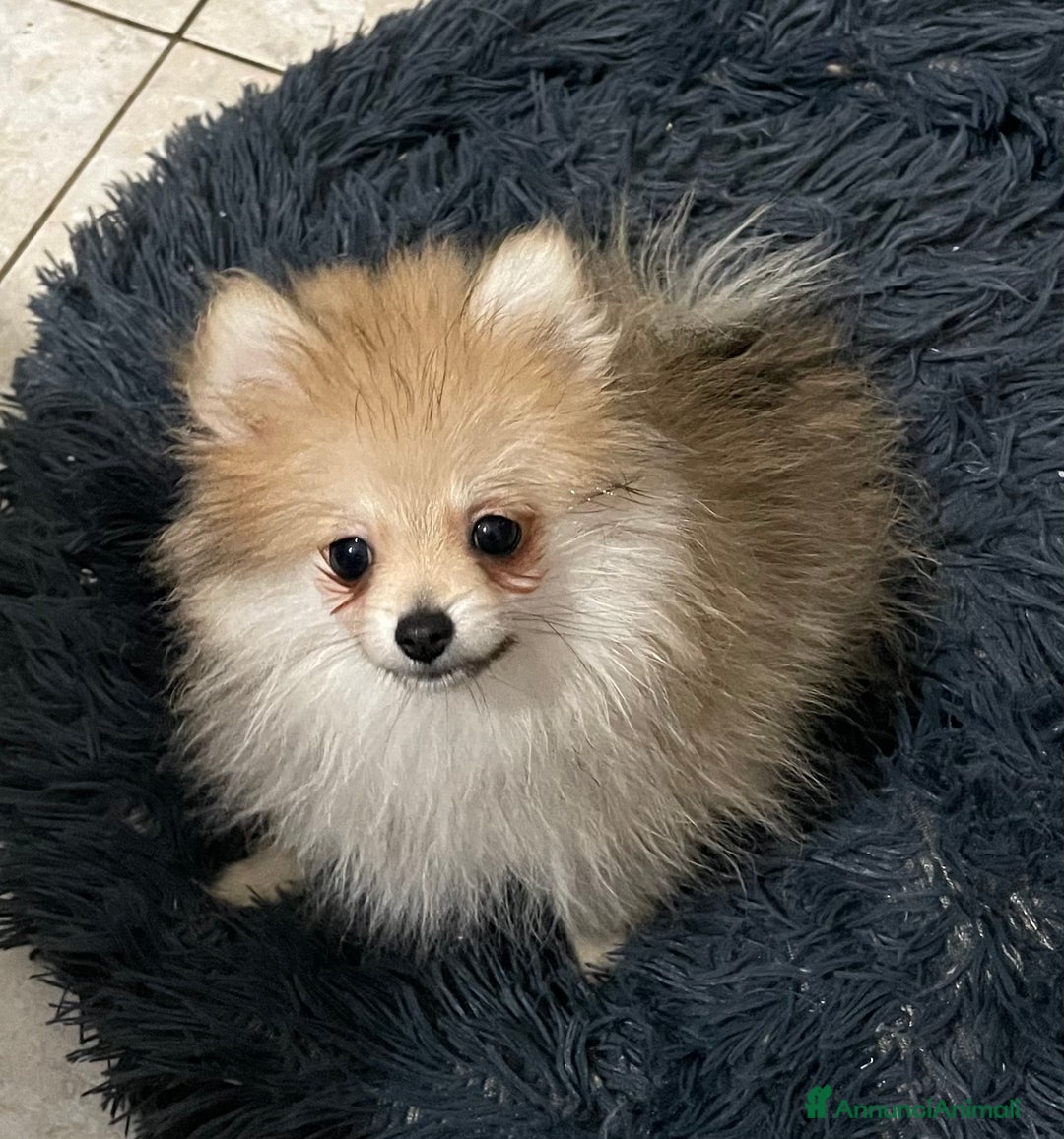 Volpino Pomerania cani in vendita: Spitz nano femmina - Annuncio 5