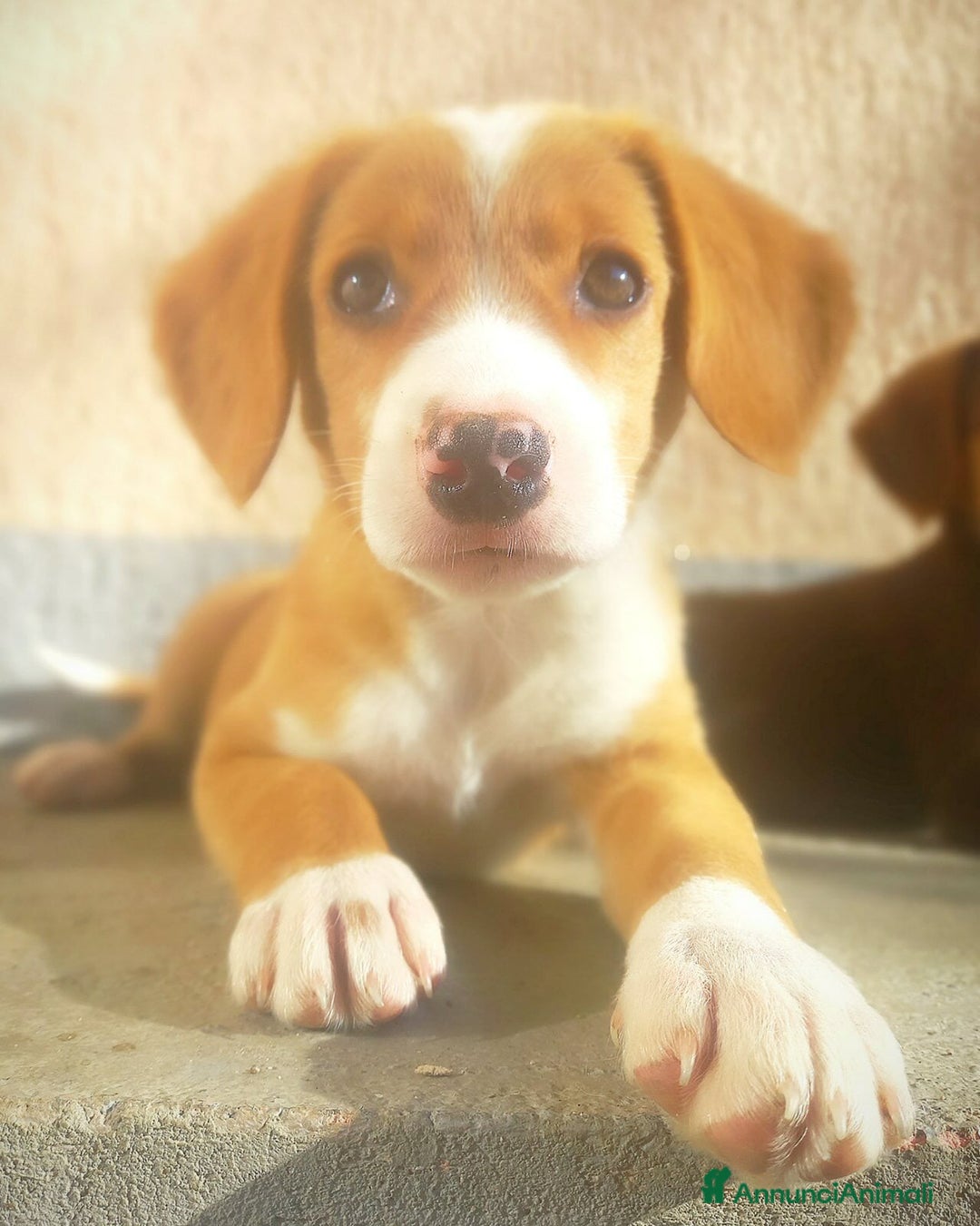 Meticcio cani in regalo: 5 DOLCISSIMI CUCCIOLI! 3 mesi e mezzo. - Annuncio 9