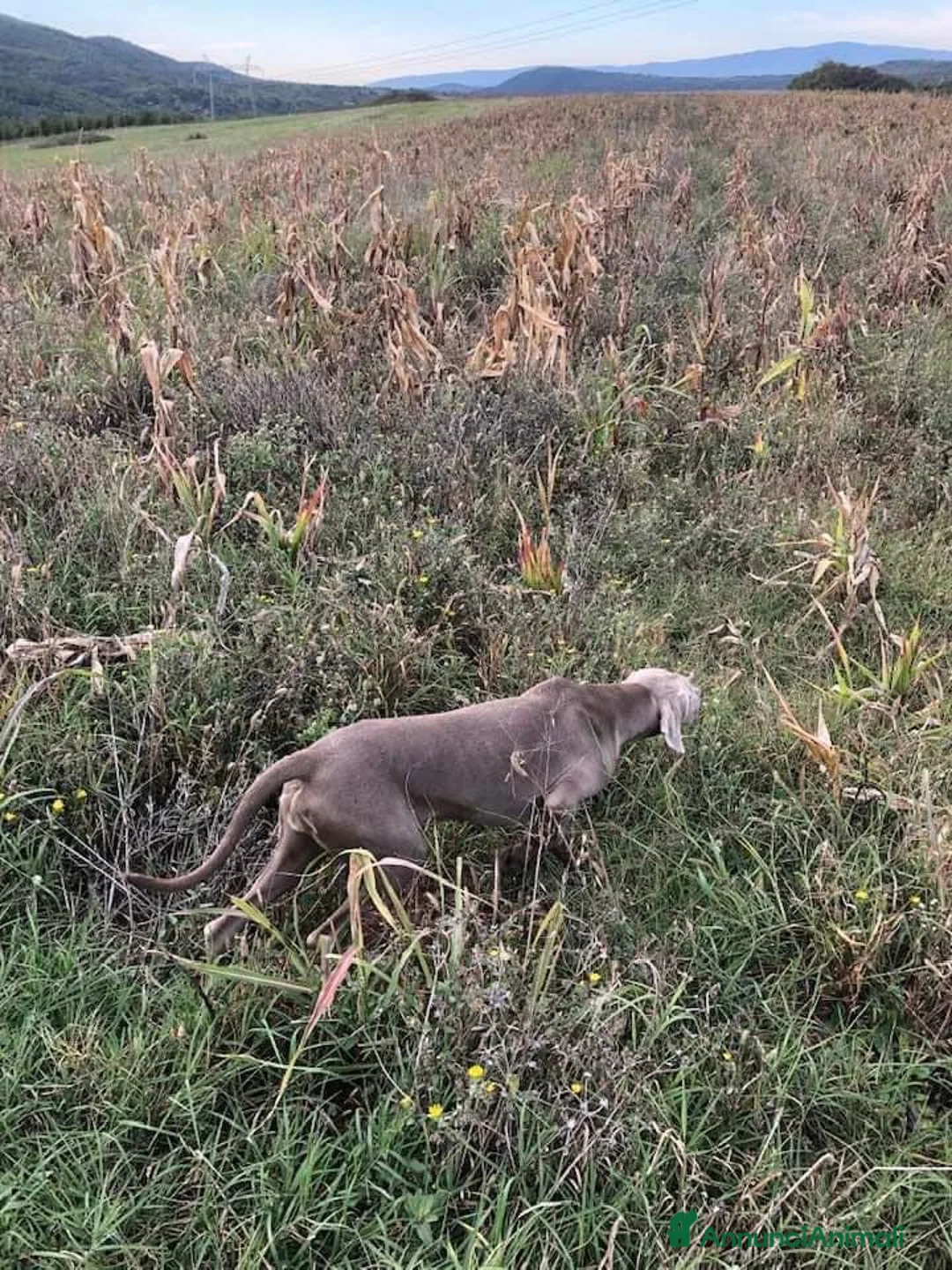 Immagine della galleria {{count}}