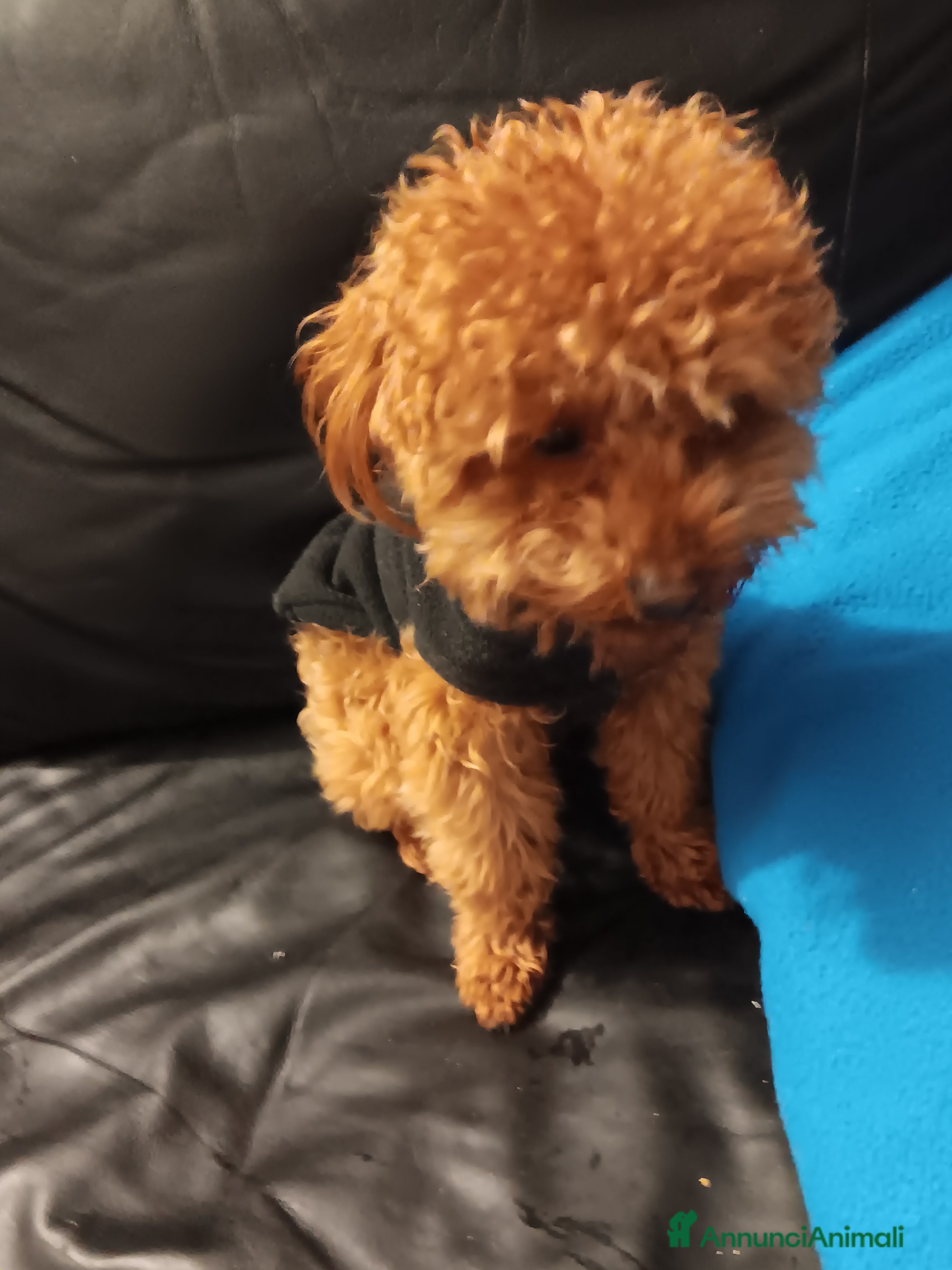 Barboncino Toy cani Barboncino toy  - Annuncio 24