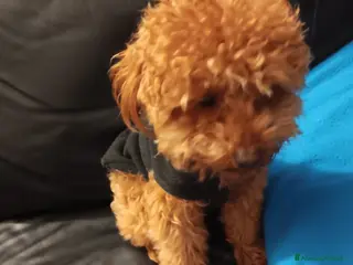 Barboncino Toy cani Barboncino toy - Annuncio 25