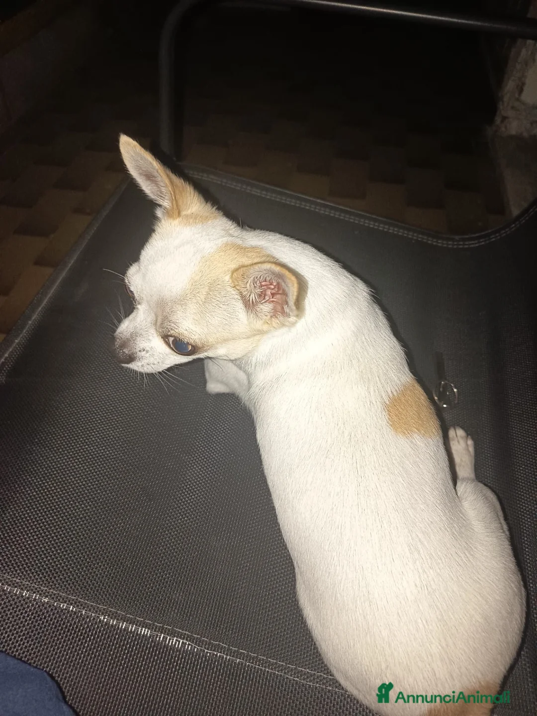 Chihuahua cani per accoppiamento: Chihuaha a Città Metropolitana di Napoli - Annuncio 2