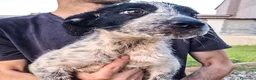 Meticcio cani in regalo: GIULIA 🩷  DOLCEZZA A QUATTRO ZAMPE 😍 a Provincia di Ferrara - Annuncio 5