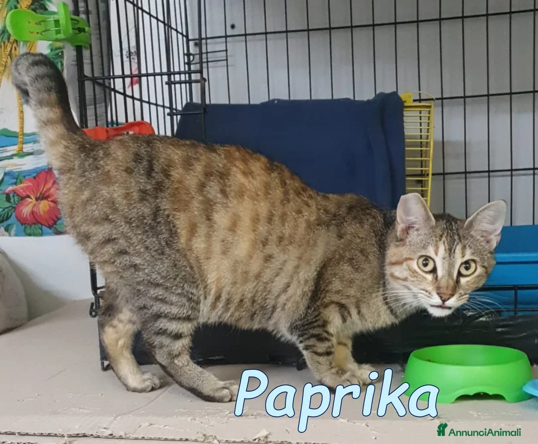 Europeo gatti in regalo:  PAPRIKA GATTINA DOLCISSIMA - Annuncio 2