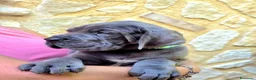 Alano cani in vendita: Alani cuccioli Blu - Annuncio 4