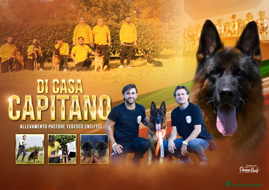 Pastore Tedesco cani in vendita: Cuccioli di pastore tedesco allevamento ENCI a Provincia di Cosenza - Annuncio 1