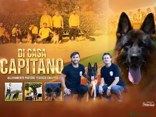 Pastore Tedesco cani Cuccioli di pastore tedesco allevamento ENCI a Provincia di Cosenza - Annuncio 1