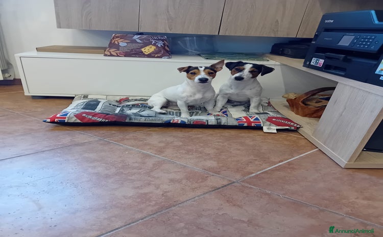 Jack Russell cani a Provincia di Monza e della Brianza - Annuncio 6