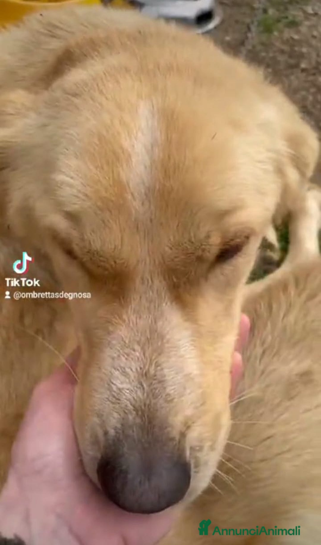 Meticcio cani in regalo: Mix Golden 2anni femmina a catena da salvare!LAZIO a Città metropolitana di Milano - Annuncio 4