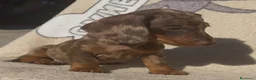 Bassotto cani in vendita: Bassotto Tedesco Pedigree Enci - Annuncio 5