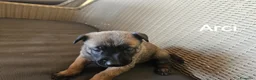 Pastore Belga cani in vendita: Cuccioli di Cane da Pastore Belga Malinois - Annuncio 10