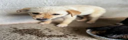 Meticcio cani in regalo: Brien a Provincia di Mantova - Annuncio 3