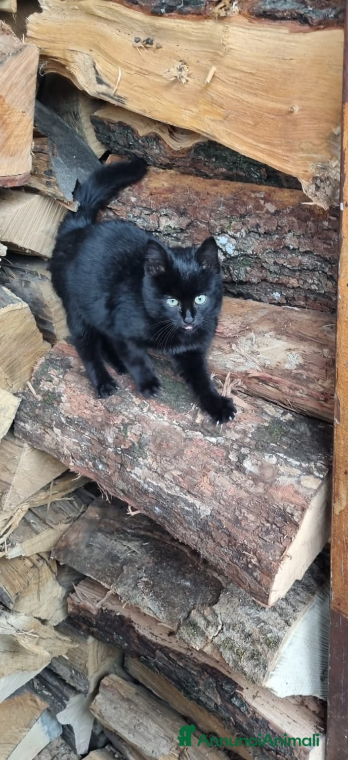 Altre razze gatti Trovato gattino - Annuncio 5