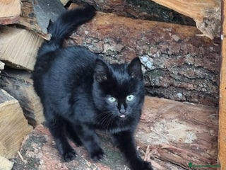 Altre razze gatti Trovato gattino - Annuncio 23