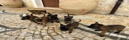 Pastore Belga cani in vendita: Splendidi cuccioli di Pastore Belga Malinois  - Annuncio 10