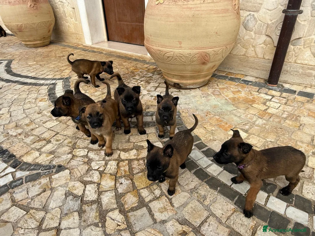 Pastore Belga cani in vendita: Splendidi cuccioli di Pastore Belga Malinois  - Annuncio 10