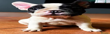 Bulldog Francese 2