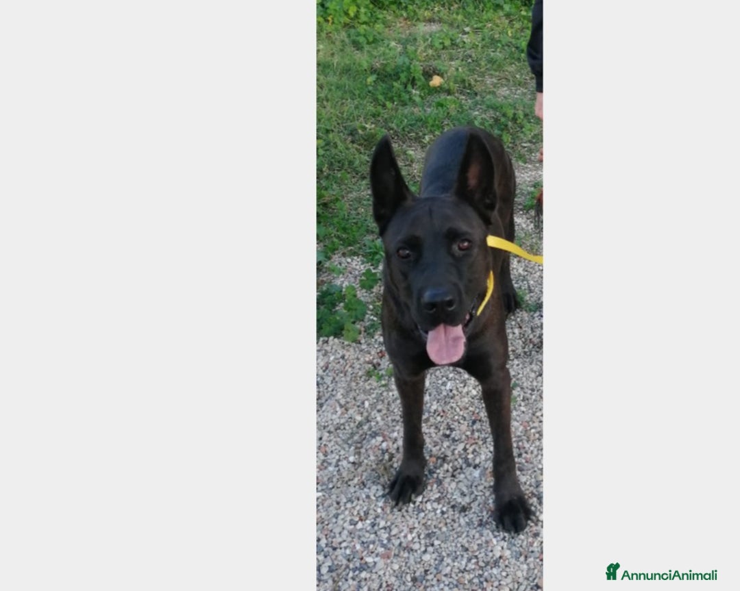 Pastore Belga cani in regalo: 3anni Pastore Belga/Corso educato CASERTA a Milano - Immagine 4