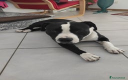 Altre razze cani in regalo: Amtaff cerca casa - Immagine 3