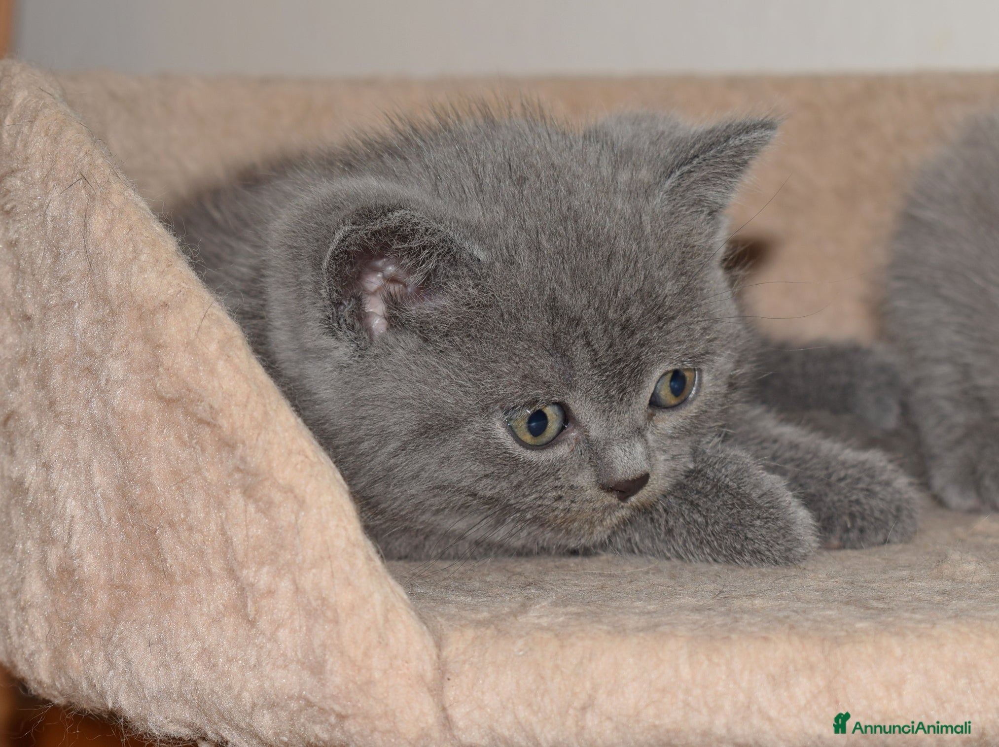 Scottish gatti in vendita: Scottish fold e straight con pedigree - Annuncio 10