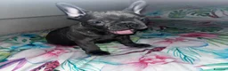 Bulldog Francese cani per accoppiamento: Musino cerca la sua Principessa  a Città metropolitana di Milano - Annuncio 3