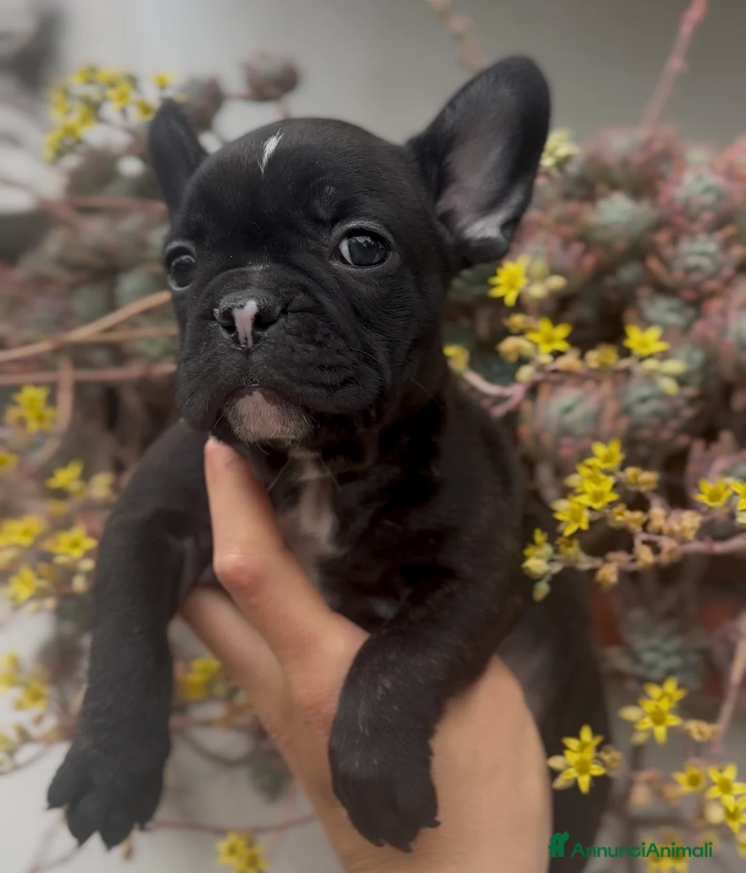 Bulldog Francese cani in vendita: Ultimi due cuccioli Bulldog Francese  - Annuncio 3