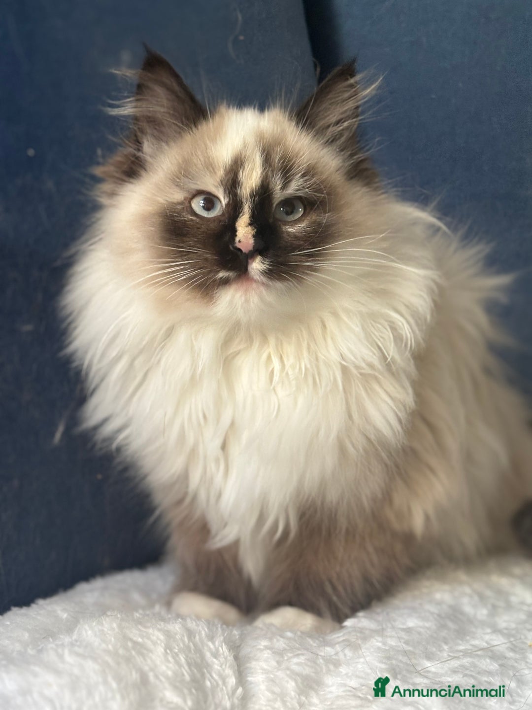 Siberiano gatti in vendita: Dolcissima gattina siberiana ipoallergenica - Annuncio 5