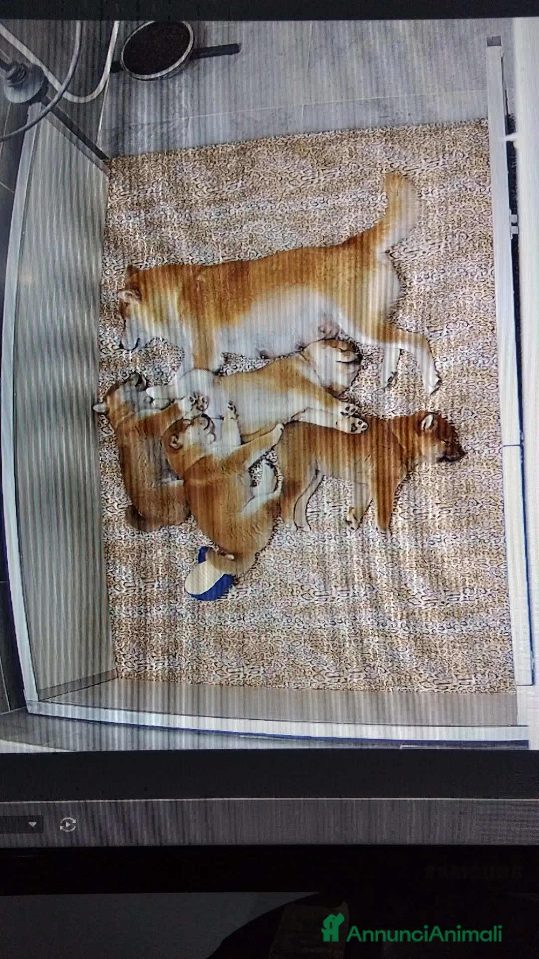 Shiba Inu cani in vendita: SHIBA CUCCIOLI DISPONIBILI  - Annuncio 2