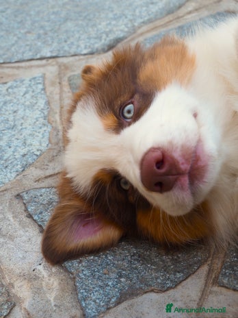 Australian Shepherd cani Cuccioli di Pastore Australiano - Annuncio 5