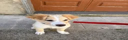 Meticcio cani in vendita: Vendo cagnolina  a Libero consorzio comunale di Caltanissetta - Annuncio 5