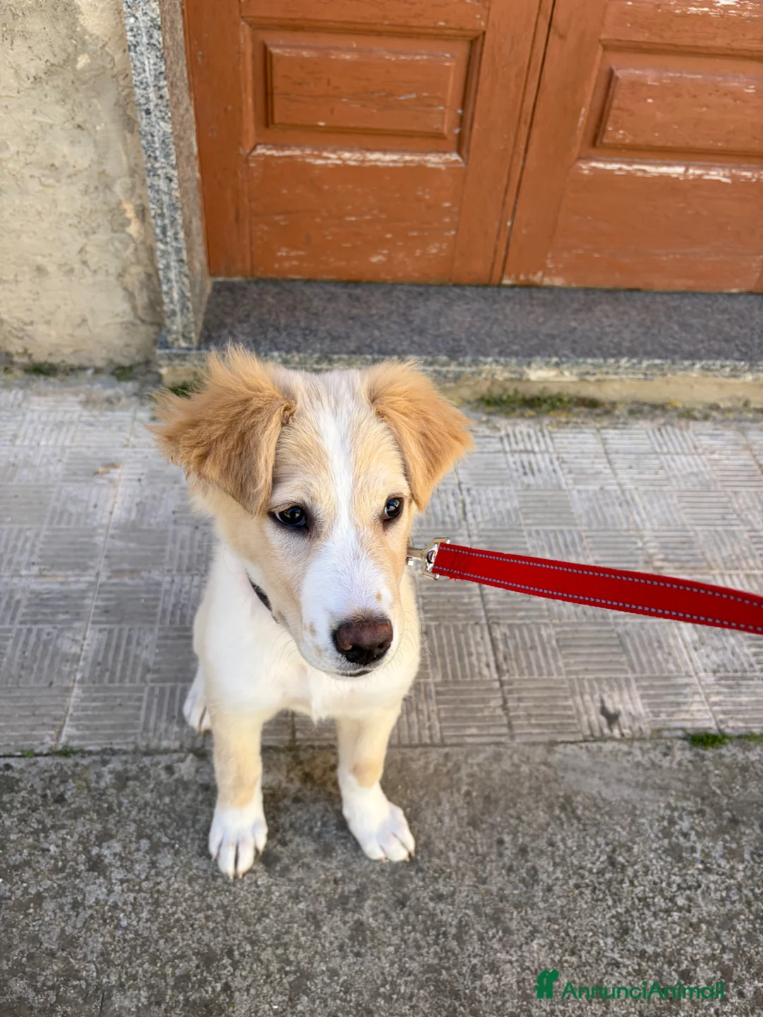 Meticcio cani in vendita: Vendo cagnolina  a Libero consorzio comunale di Caltanissetta - Annuncio 5