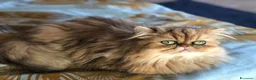 Persiano gatti in vendita: Persiano chinchilla  - Annuncio 11