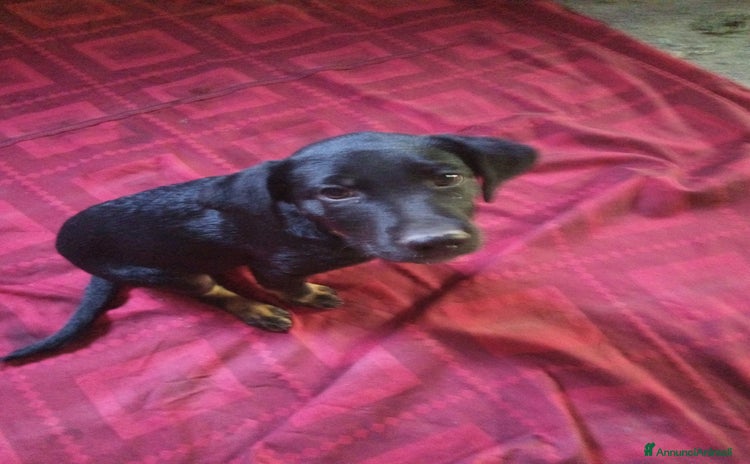 Altre razze cani a Provincia di Campobasso - Annuncio 17