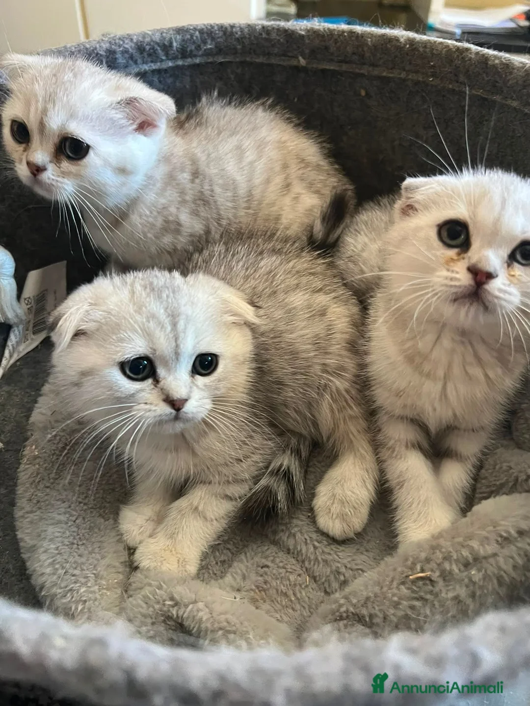 Scottish gatti in vendita: Scottish-fold  - Annuncio 4