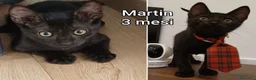 Altre razze gatti in regalo: GATTINI BISOGNOSI D'ADOZIONE  a Città Metropolitana di Bologna - Annuncio 5