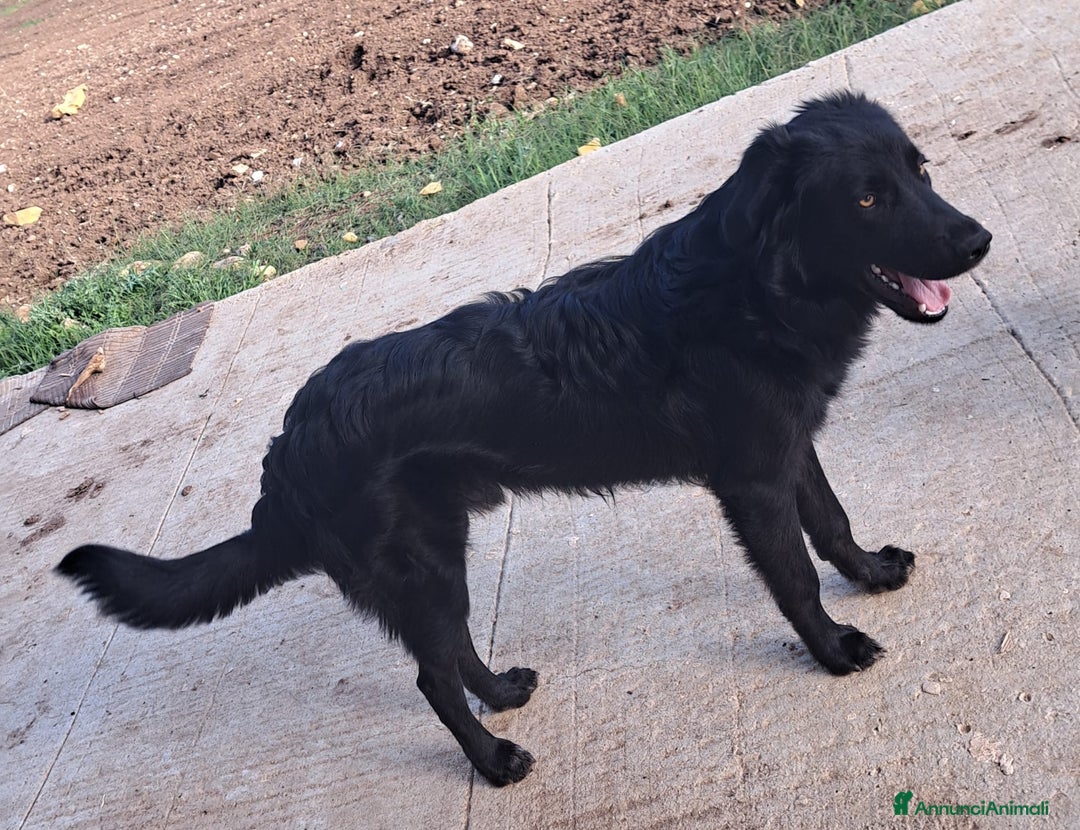 Meticcio cani in regalo: LUCIO MIX GOLDEN/BORDER COLLIE  - Annuncio 1
